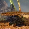 Colek obecny - Lissotriton vulgaris - Smooth Newt o7633
